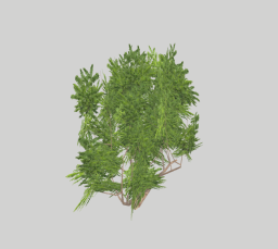 Bush 01