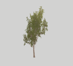 Tree 01