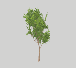 Tree 02