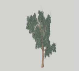 Tree 03